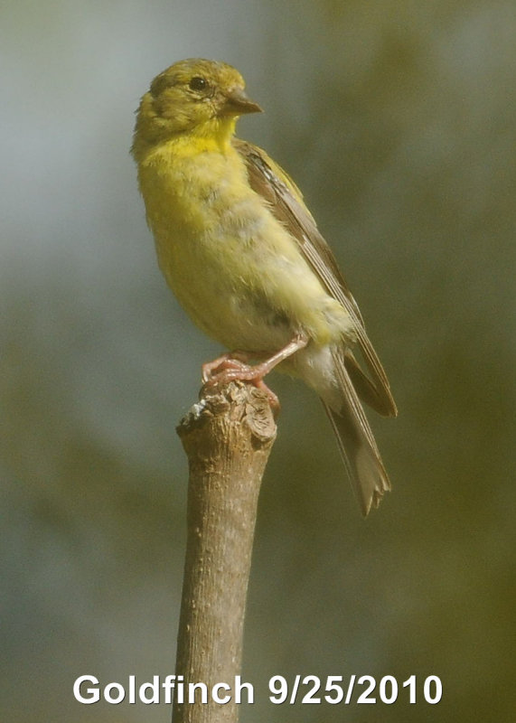 Finch, Gold DSCN_212077.JPG