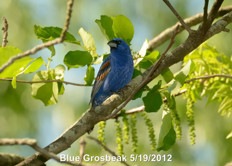 Grosbeak, Blue DSCN_276559.JPG
