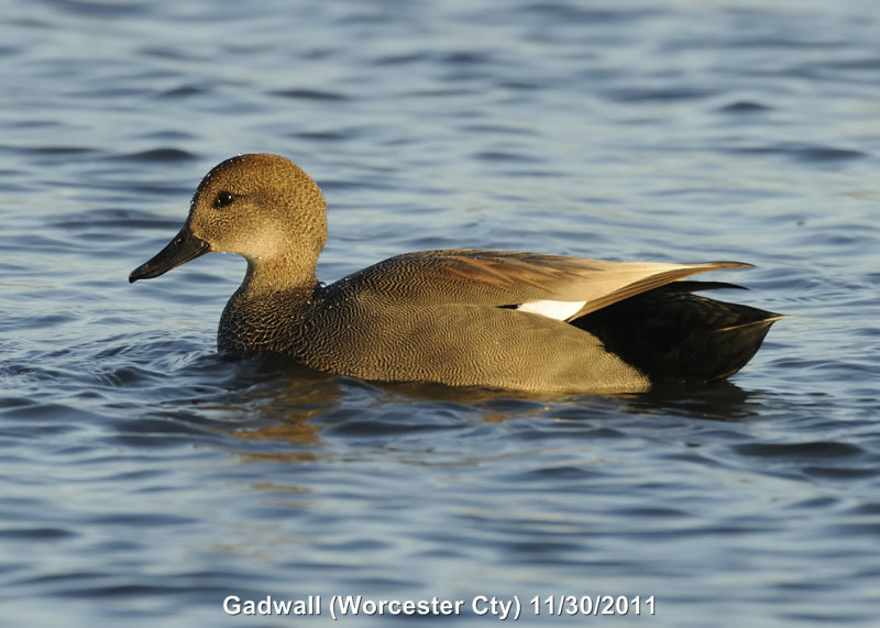 Duck, Gadwall DSCN_257963.JPG