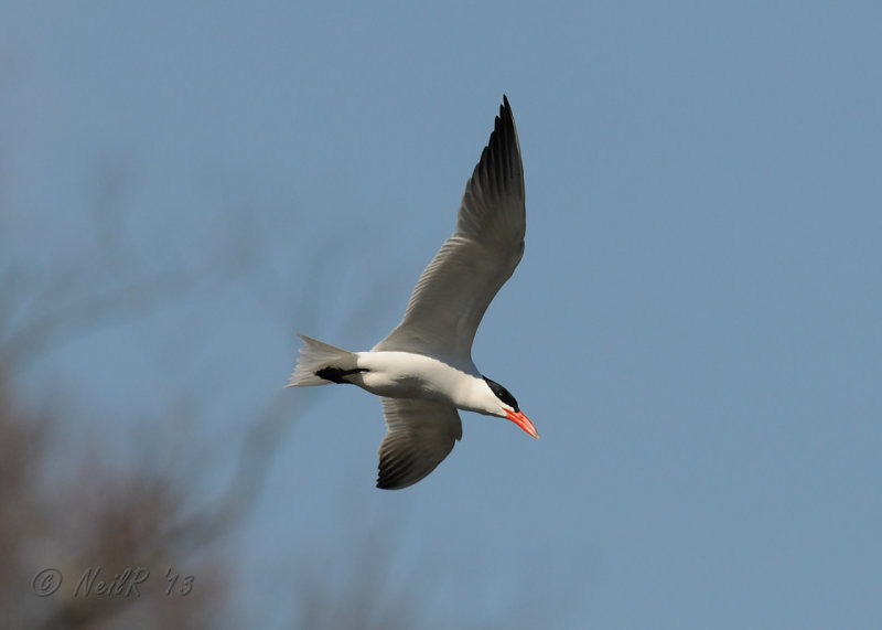 Tern, Caspian DSCN_311576.JPG