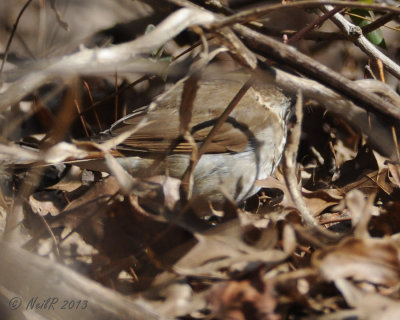 Birds Identified