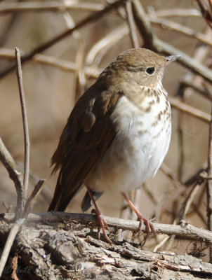 2013-02-21 Hermit Thrush