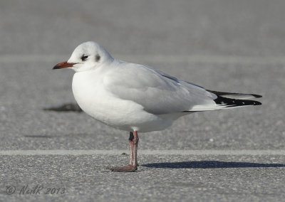 Black-headed Gull DSCN_300707.JPG