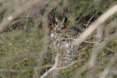 Long-Eared Owl 1 of 4 DSCN_300627.JPG