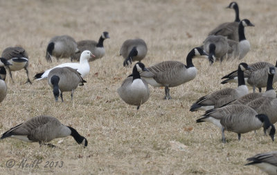 Ross's Goose DSCN_300812.JPG