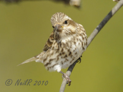 Birds Identified