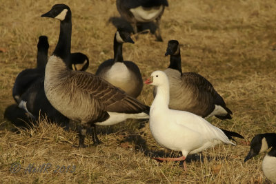 Ross's Goose DSCN_301380.JPG