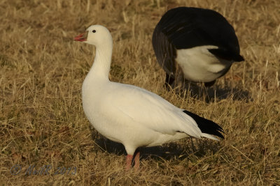 Ross's Goose DSCN_301400.JPG