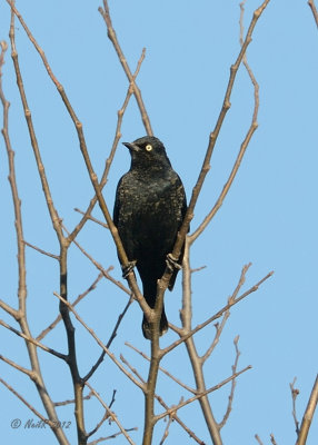 Blackbird, Rusty DSCN_262187.JPG