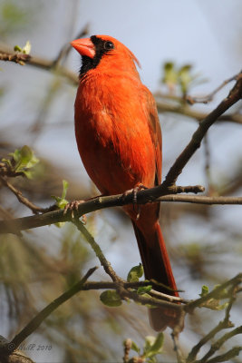 Cardinal, Northern [male] DSCN_178081.JPG