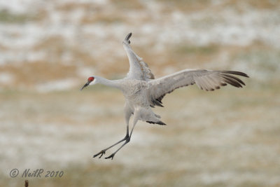 Crane, Sandhill DSCN_230738.JPG