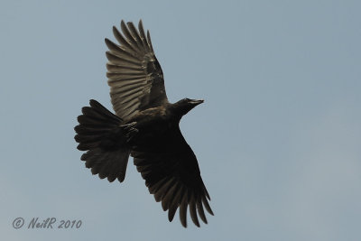 Crow, American DSCN_202582.JPG
