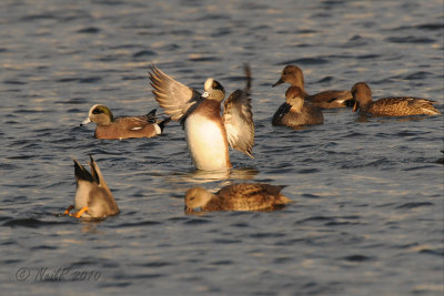 Duck, American Wigeon DSCN_229947.JPG