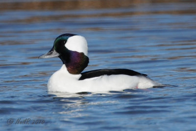 Duck, Bufflehead DSCN_227933.JPG