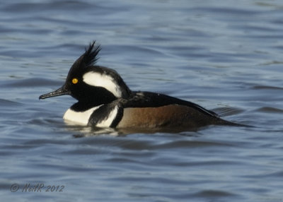 Duck, Merganser, Hooded DSCN_261038.JPG