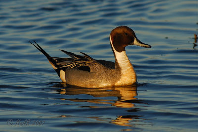 Duck, Northern Pintail DSCN_79126.JPG