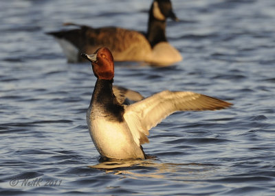 Duck, Redhead DSCN_257959.JPG