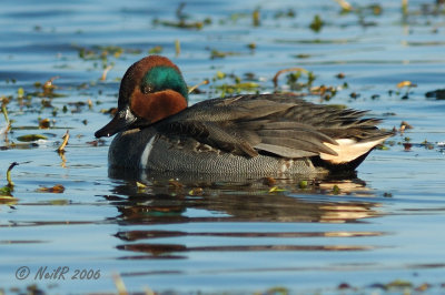 Duck, Teal, Green-winged DSCN_66547.JPG