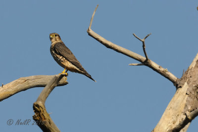 Falcon, Merlin DSCN_213891.JPG