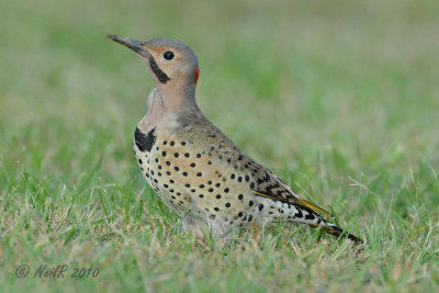 Woodpecker, Flicker, Northern DSCN_211344.JPG