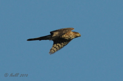 Hawk, Coopers DSCN_211303.JPG