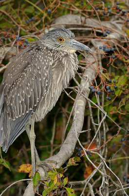 Heron, Yellow-crowned Night [juvenile] DSCN_212353.JPG