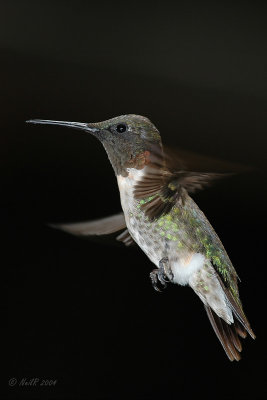 Hummingbird, Ruby-throated Hum_0966.JPG