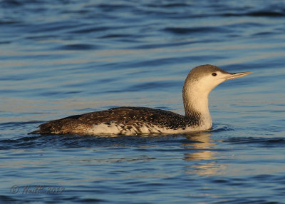 Loon, Red-Throated DSCN_261818.JPG