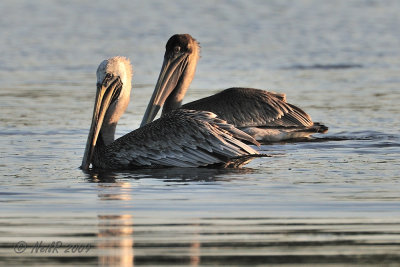 Pelican, Brown DSCN_163015.JPG