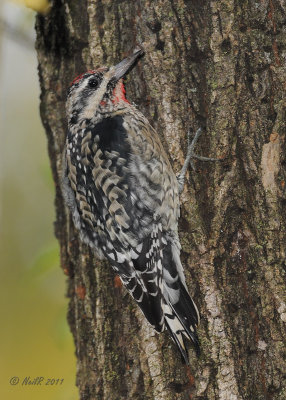 Woodpecker, Yellow-bellied Sapsucker DSCN_247839.JPG