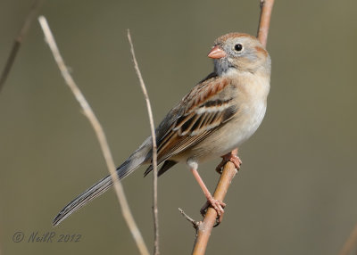 Sparrow, Field DSCN_261905.JPG