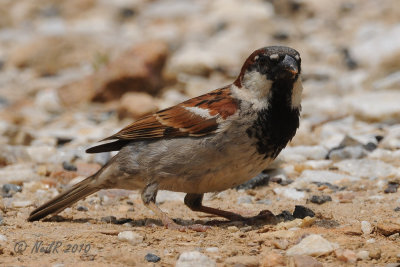 Sparrow, House DSCN_203152.JPG