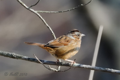 Sparrow, Swamp DSCN_226360.JPG