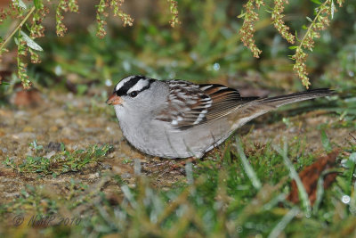 Sparrow, White-crowned DSCN_214378.JPG