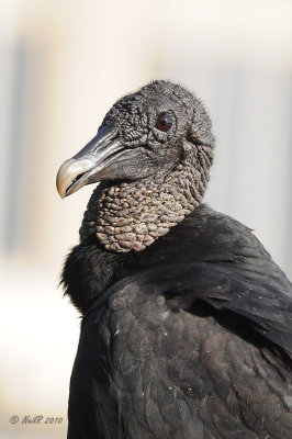Vulture, Black DSCN_204108.JPG