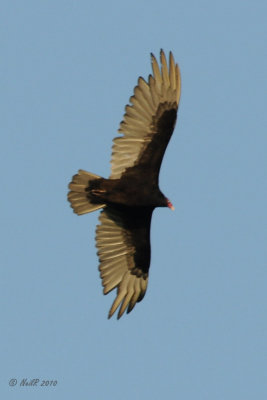 Vulture, Turkey DSCN_185273.JPG