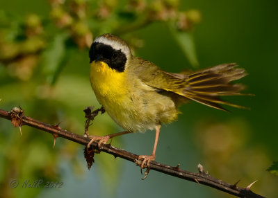 Warbler, Common Yellowthroat DSCN_278861.JPG