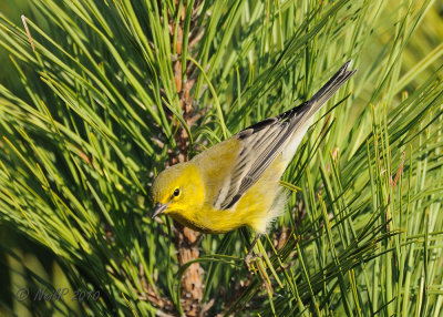 Warbler, Pine DSCN_224812.JPG