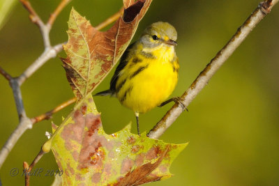 Warbler, Prairie DSCN_211612.JPG