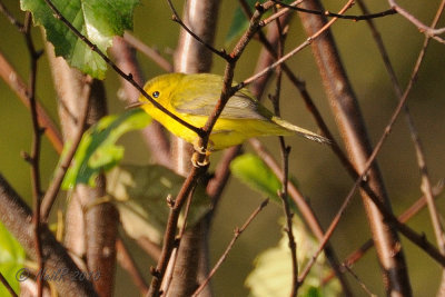 Warbler, Wilsons DSCN_210396.JPG