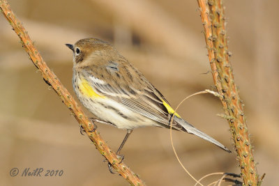 Warbler, Yellow-rumped DSCN_224995.JPG