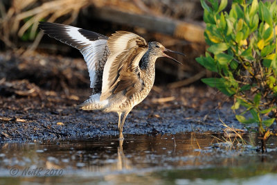 Willet DSCN_190039.JPG