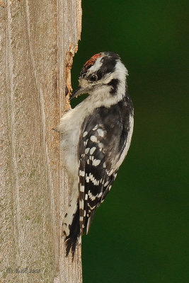 Woodpecker, Downy DSCN_118750.JPG