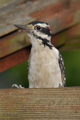 Woodpecker, Hairy DSCN_119579.JPG