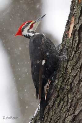 Woodpecker, Pileated DSCN_231254.JPG