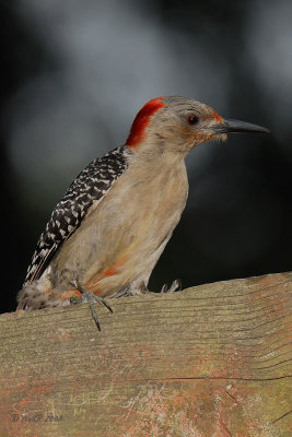 Woodpecker, Red-bellied DSCN_119056.JPG