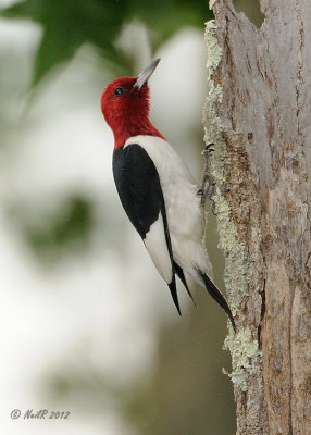 Woodpecker, Red-headed DSCN_279194.JPG