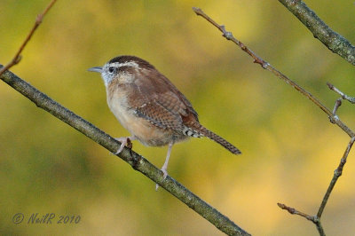 Wren, Carolina DSCN_216028.JPG