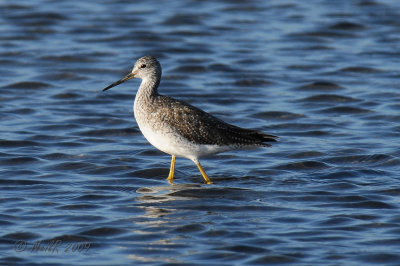 Yellowlegs, Lesser DSCN_149672.JPG