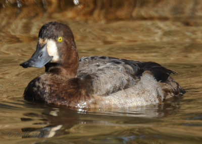 Greater Scaup?